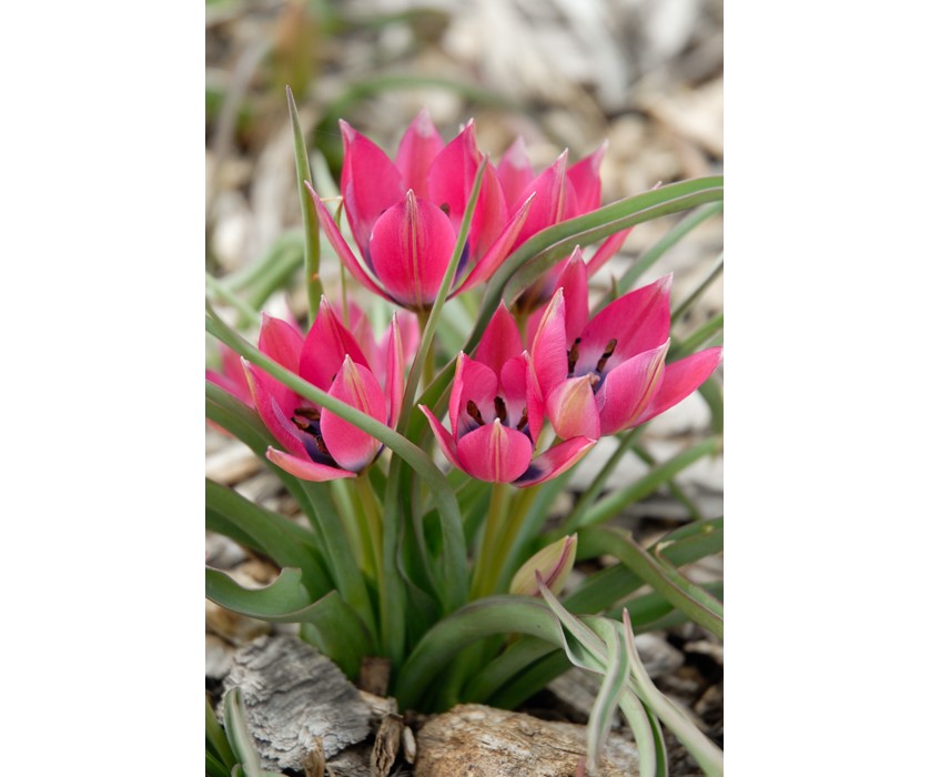 Little Beauty Wildflower Tulip
